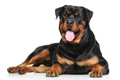 Sticker Rottweiler liggen op witte achtergrond