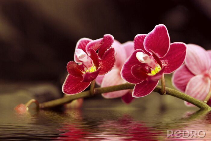 Sticker Roze bloem in water
