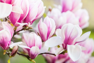 roze bloem magnolia