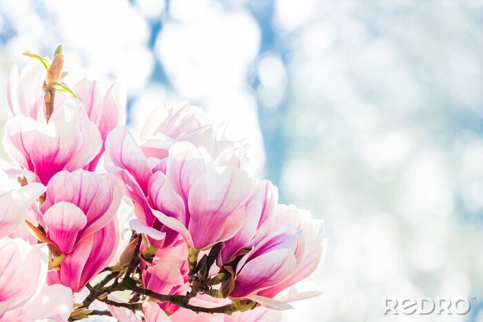 Sticker roze bloem magnolia