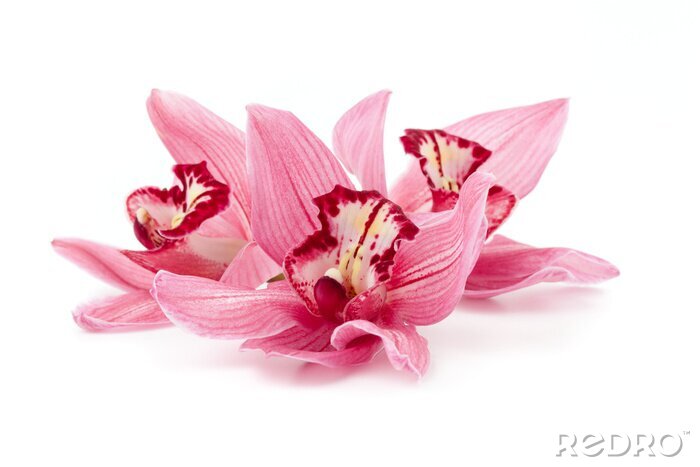 Sticker Roze bloemblaadjes van orchideeën