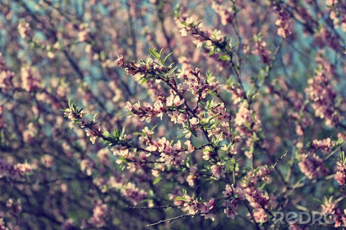 Sticker Roze bloemen op een grijze achtergrond