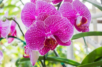 Sticker Roze en witte orchidee in het groen