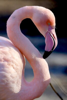 Roze flamingo in profiel