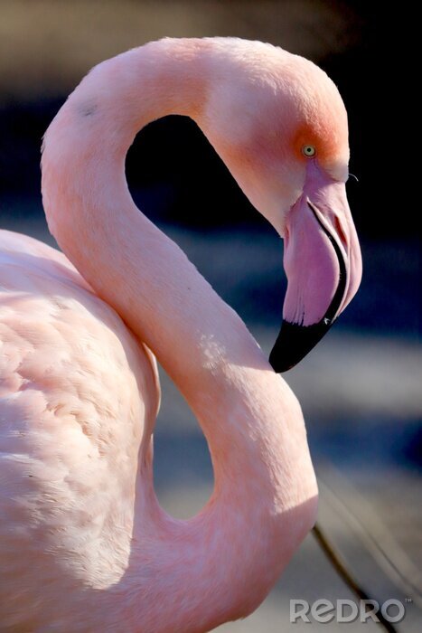 Sticker Roze flamingo in profiel