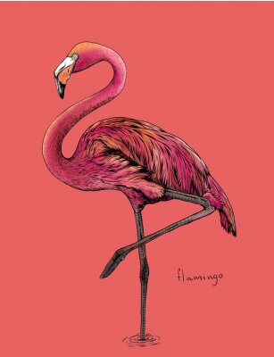 Roze flamingotekening