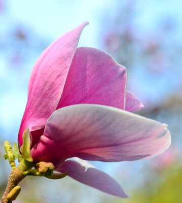 Roze magnolia in close-up
