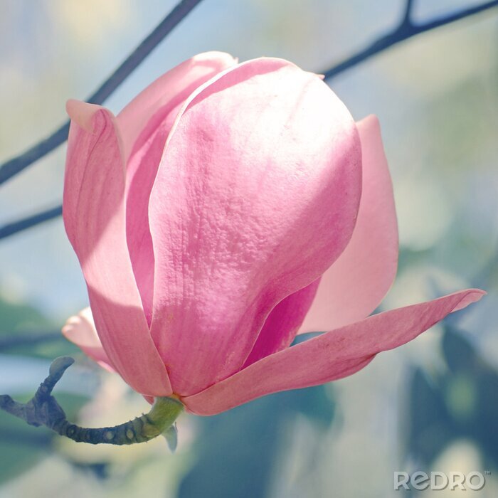 Sticker Roze magnolia in close-up
