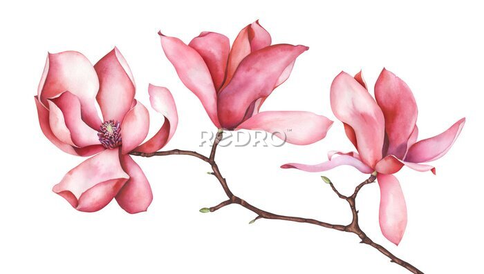 Sticker Roze magnolia op een tak