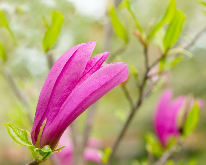 Sticker Roze magnolia op een tak