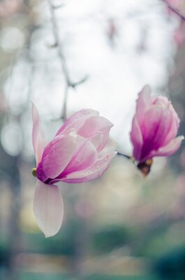 Sticker Roze magnolia's in artistieke fotografie