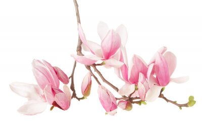 Roze magnolia tak op een witte achtergrond