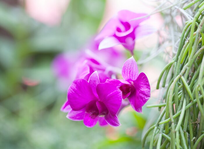 Sticker Roze orchidee op een onscherpe achtergrond