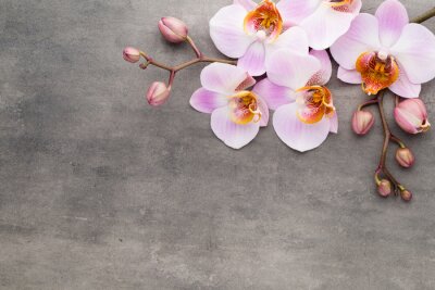 Roze orchideeën op grijs beton