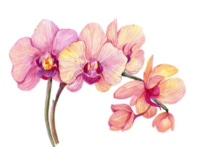 Sticker Roze orchideeëntakken in aquarelstijl