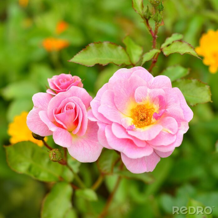 Sticker Roze rozen in de tuin