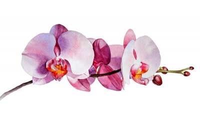 Sticker Roze tak met orchideeënbloemen