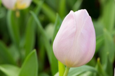 Sticker Roze tulp en groen