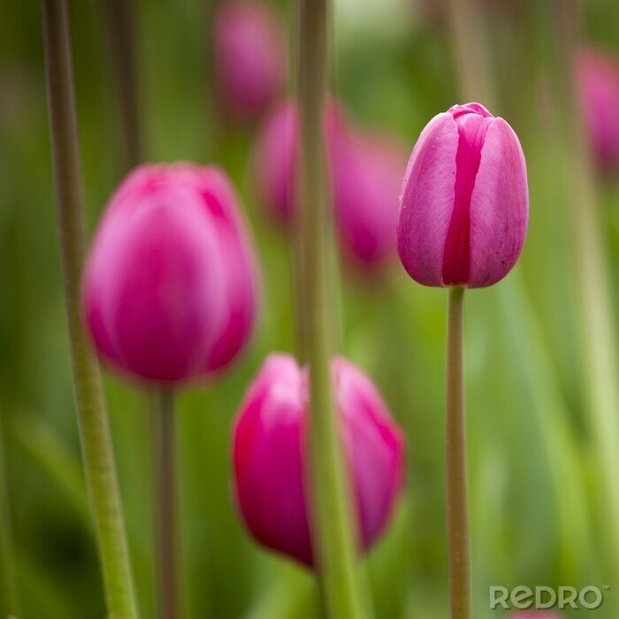Sticker Roze tulpen