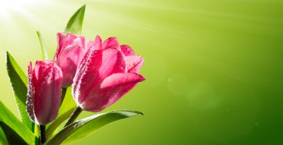 Sticker Roze tulpen in de stralen van de zon