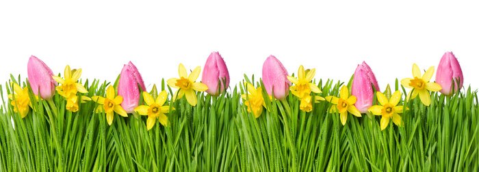 Sticker Roze tulpen met narcissen