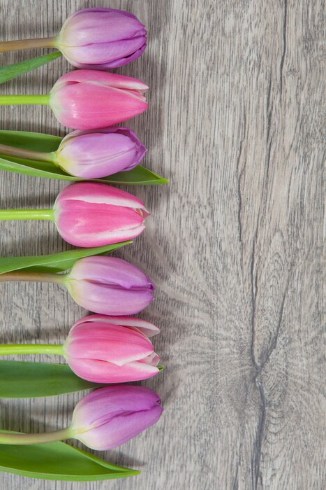Sticker Roze tulpen op een rij