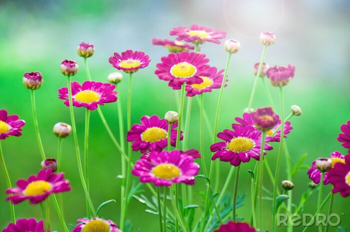 Sticker Roze veldbloemen in het gras