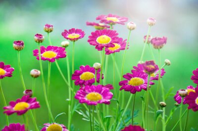 Sticker Roze veldbloemen in het gras
