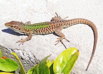 Sticker Ruïne hagedis