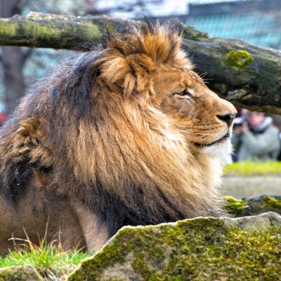 Sticker Rustige leeuw en mos