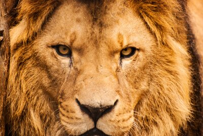 Sticker Safari leeuw dreigende blik