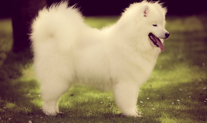 Sticker Samoyed hond