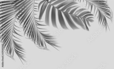 Schaduwrijke palmhoek