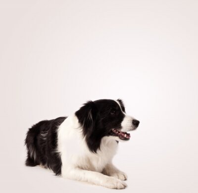 Sticker Schattig border collie met een kopie ruimte