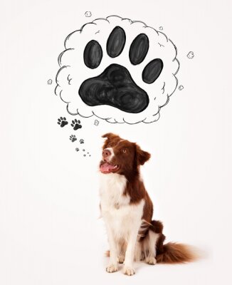 Sticker Schattig border collie met poot boven haar hoofd