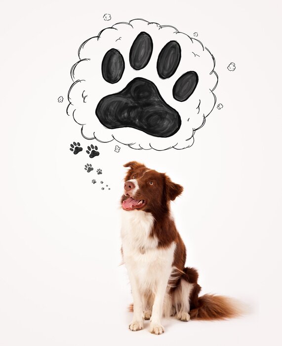 Sticker Schattig border collie met poot boven haar hoofd
