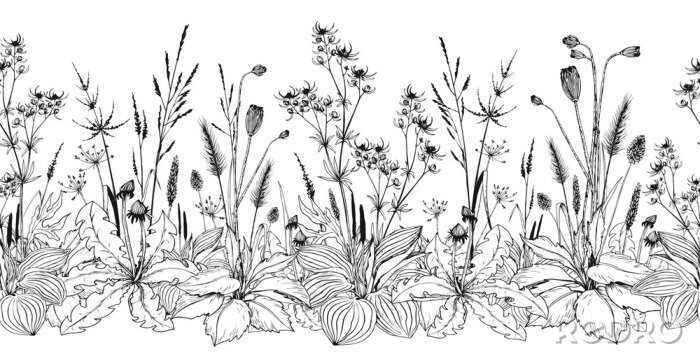 Sticker Seamless horizontal background with wild herbs and flowers.