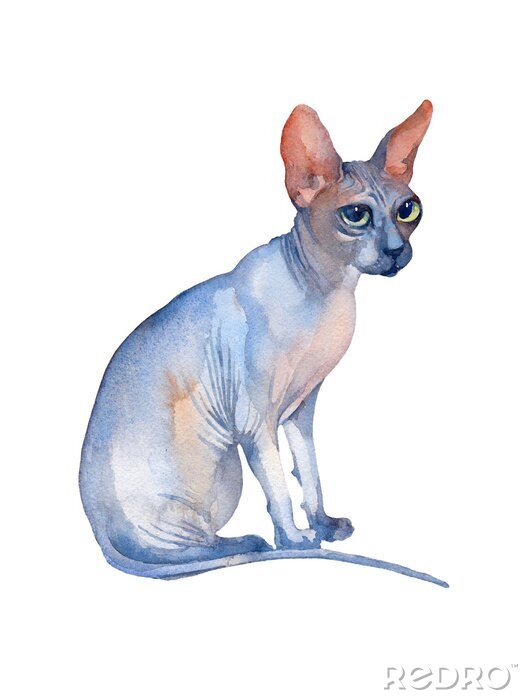 Sticker Seated Blue Sphynx Cat with green eyes looking up. Watercolor illustration.