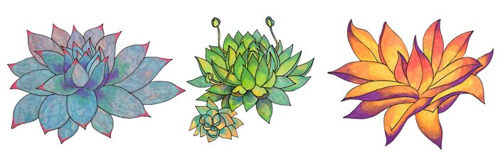 Sticker Set leaves succulent echeveria home plant isolated on white background. Art creative nature hand-drawn object for card, sticker, wallpaper, textile, wrapping, poster, florist, notebook