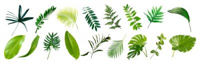 Sticker set of green monstera palm banana and tropical plant leaf on white background for design elements, Flat layd.clipping path