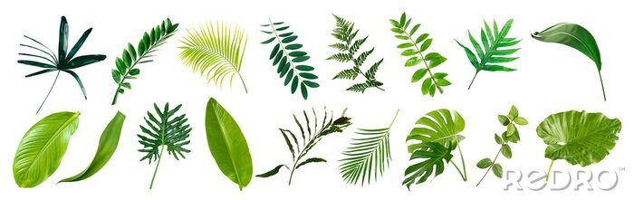Sticker set of green monstera palm banana and tropical plant leaf on white background for design elements, Flat layd.clipping path
