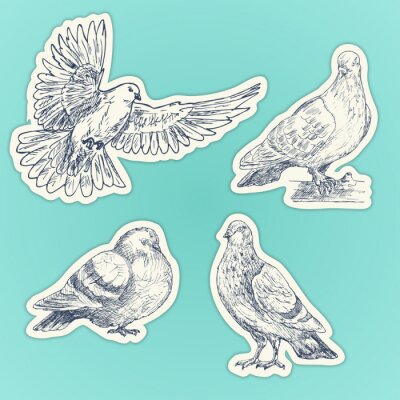Sticker Set of hand drawn doves. Sketch of pigeons. Set of stickers