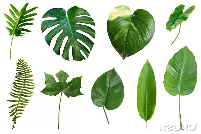 Sticker Set of tropical green leaves isolated on white background.