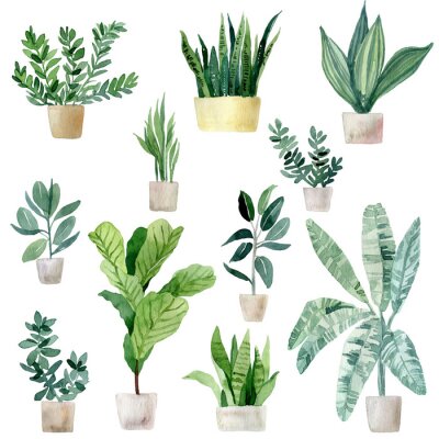 Sticker Set of watercolor illustrations of home tropical plants in clay pots. Jungle, palm leaves, fern and others. Hand drawn watercolor set of anthurium green leaves and home plant isolated