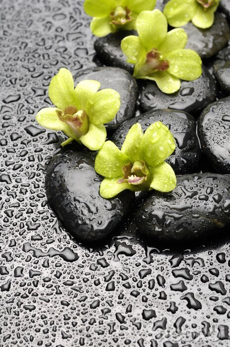 Sticker Set van groene orchidee en zen stenen met water druppel