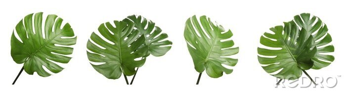 Sticker Set with tropical Monstera leaves on white background. Banner design