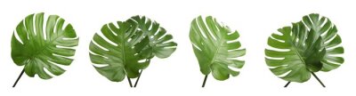 Sticker Set with tropical Monstera leaves on white background. Banner design