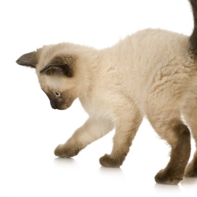 Siamese kitten voor een witte achtergrond