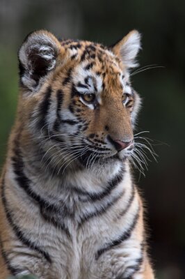 Sticker Siberische tijger met witte vlekken rond de ogen