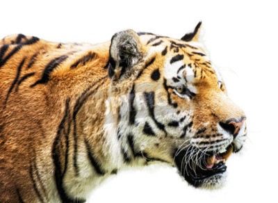 Sticker Siberische tijger op witte achtergrond